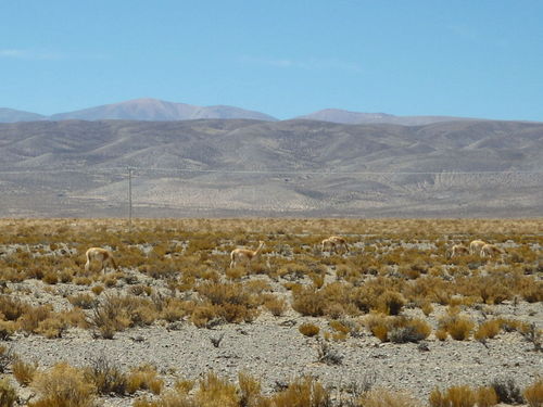  More Vicuñas.